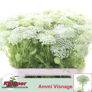 Ammi Visnaga Casablanca 80cm