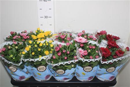 <h4>Chrys Gevuldbl Gem</h4>