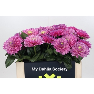 Dahlia Annamarie