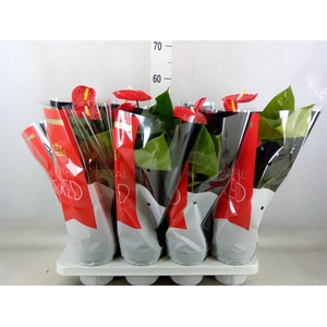 Anthurium andr. 'Madural'