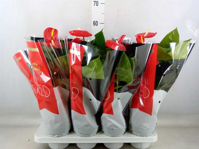 <h4>Anthurium andr. 'Madural'</h4>