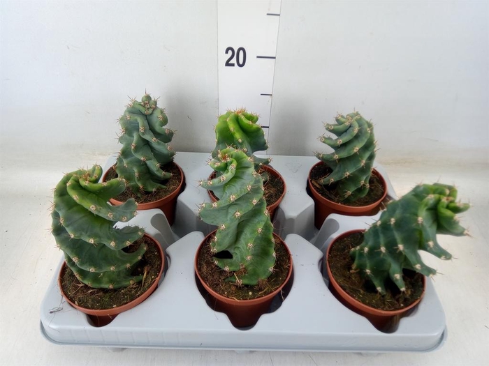 <h4>Cereus   ...</h4>