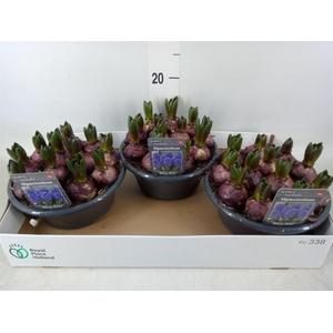 Hyacinthus orie. 'Blue Star'