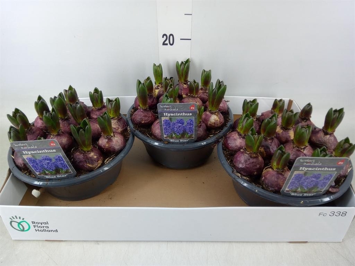 <h4>Hyacinthus orie. 'Blue Star'</h4>