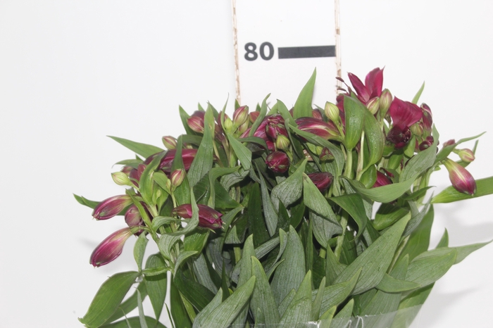 <h4>ALSTROEMERIA POMPEII 080 CM</h4>