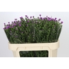 Aster Casarosa
