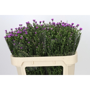 Aster Casarosa