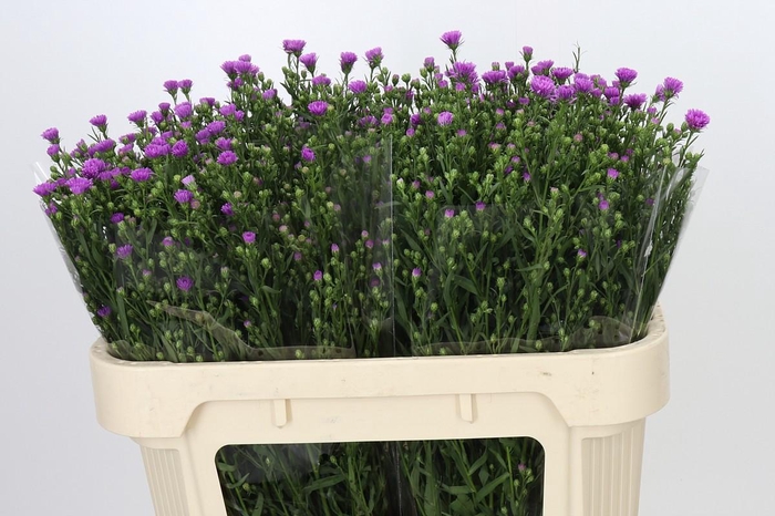 Aster Casarosa