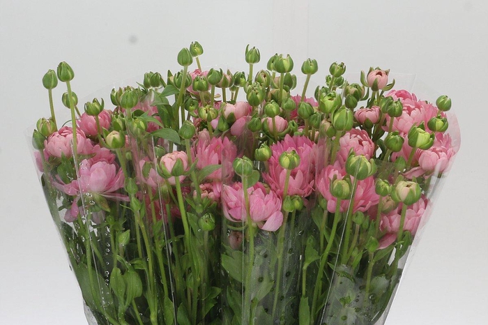 Ranunculus Natura Moderna Venus