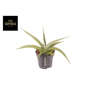 Sansevieria Comet Pastel Grey no. 2