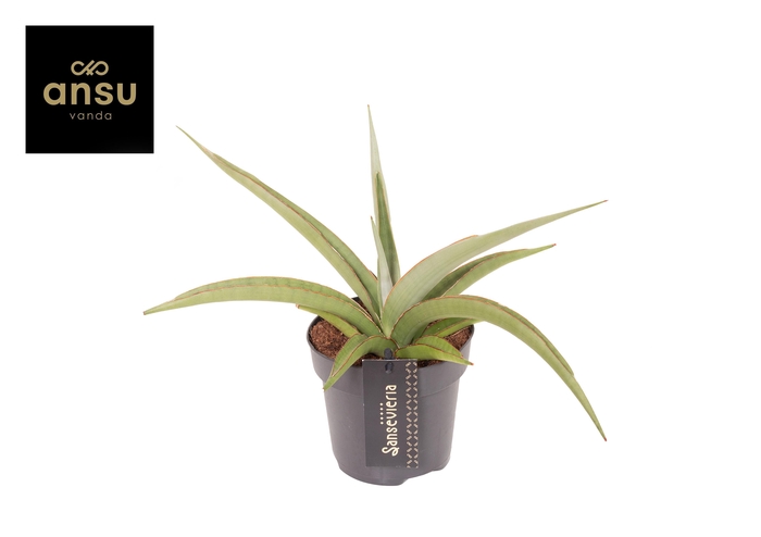 <h4>Sansevieria Comet Pastel Grey no. 2</h4>