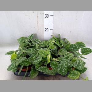 Scindapsus   ...