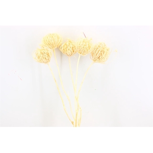 Dried Ammi Majus Bleached Medium P Stem