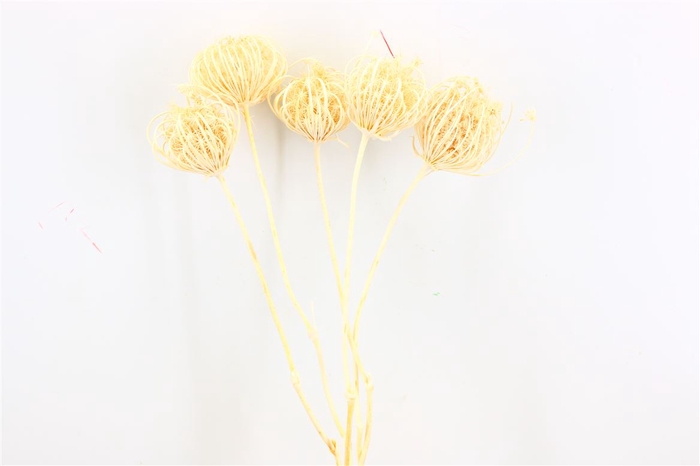 <h4>Dried Ammi Majus Bleached Medium P Stem</h4>