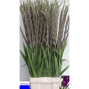 GLAD GR PURPLE FLORA