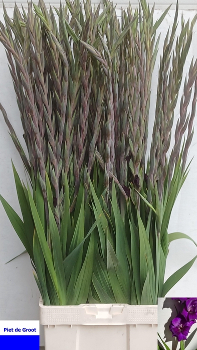 <h4>GLAD GR PURPLE FLORA</h4>