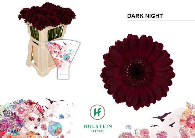 <h4>Germini Dark Night Water</h4>