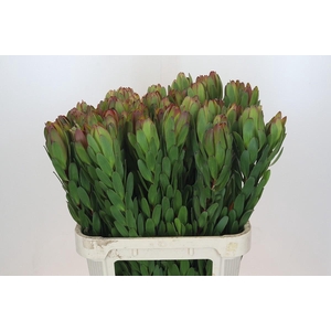 Leucadendron Goldstrike