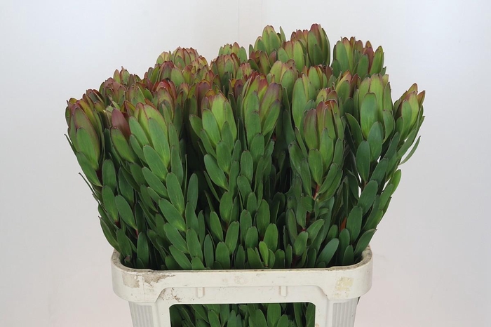 <h4>Leucadendron Goldstrike</h4>