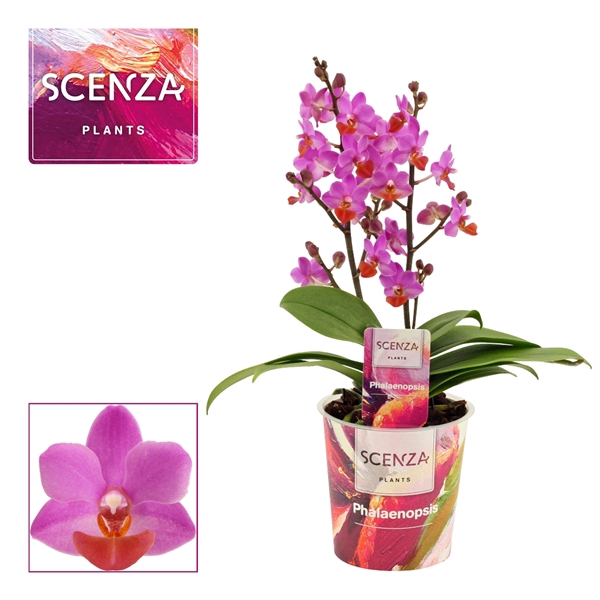Phalaenopsis Table Mystery 2+ tak
