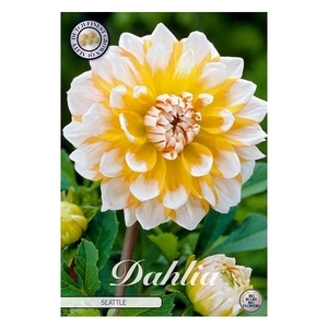 Dahlia Seattle x1 l