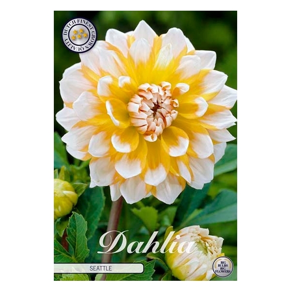 <h4>Dahlia Seattle x1 l</h4>