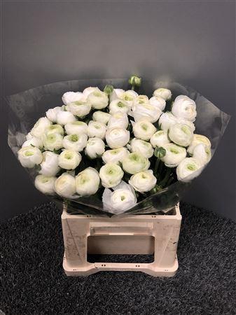 <h4>Ran Eleg Sup White</h4>