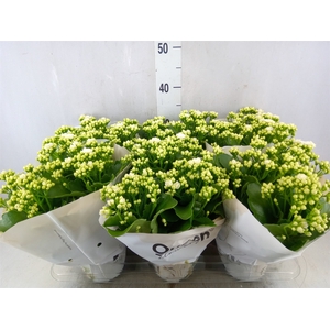 Kalanchoe  'RoseFlow Greta'