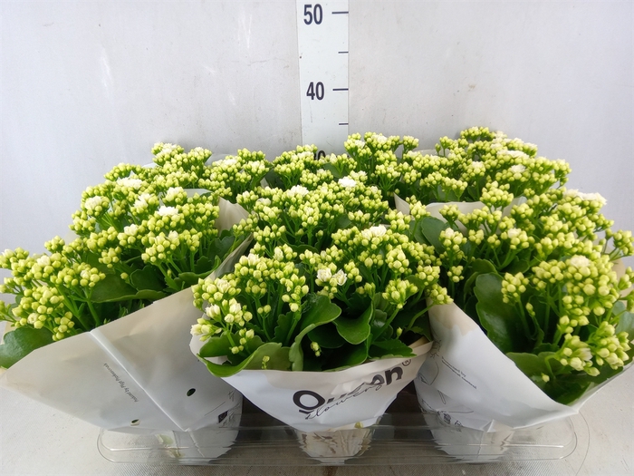 <h4>Kalanchoe  'RoseFlow Greta'</h4>