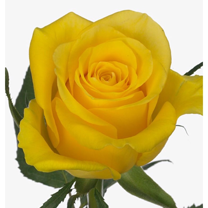<h4>Rosa Moonwalk</h4>