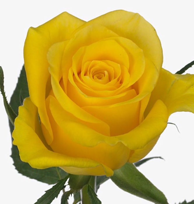 Rosa Moonwalk