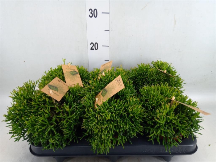 <h4>Rhipsalis   ...</h4>