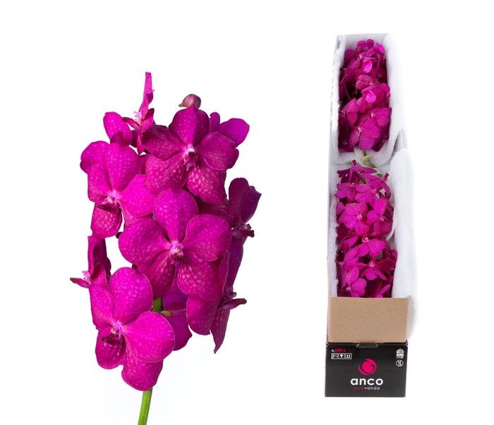 <h4>Vanda Tayanee Cerise X5</h4>