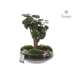 Green Bottle Iris Large met Polyscias