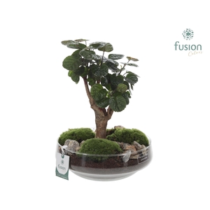 Green Bottle Iris Large met Polyscias