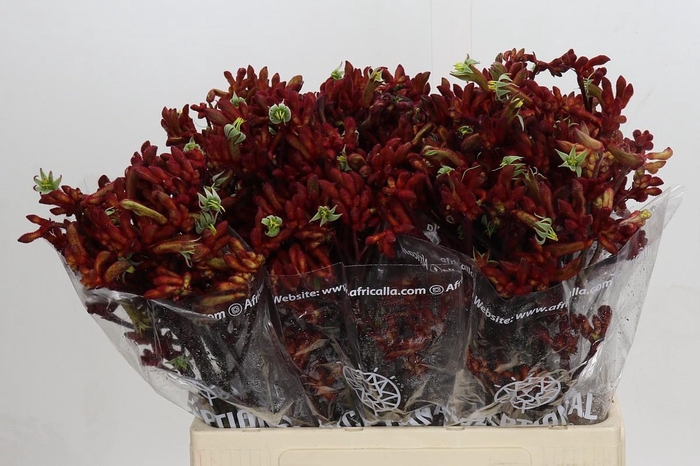 <h4>Anigozanthos Early Spring Indoor</h4>