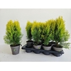 Platycladus Orientalis 'Aurea Nana'