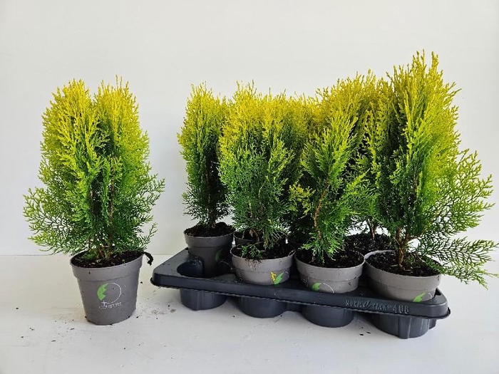Platycladus Orientalis 'Aurea Nana'