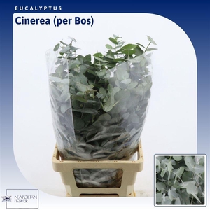 Eucalyptus Cinerea (per Bos)