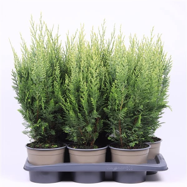 <h4>Chamaecyparis lawsoniana 'White Spot'</h4>