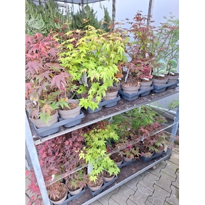 Acer Palmatum