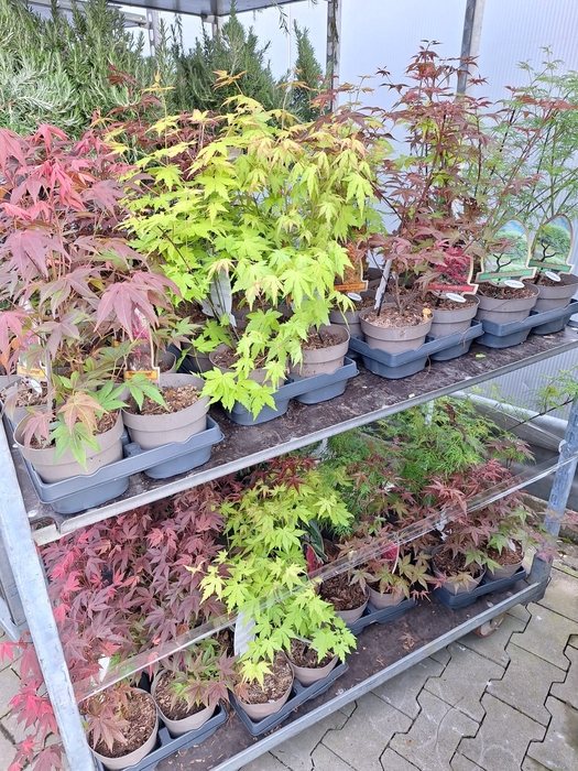 <h4>Acer Palmatum</h4>