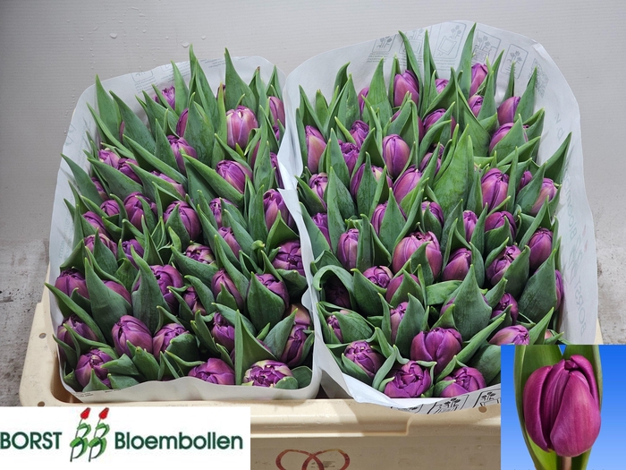 <h4>TU DU RESPECTABLE</h4>