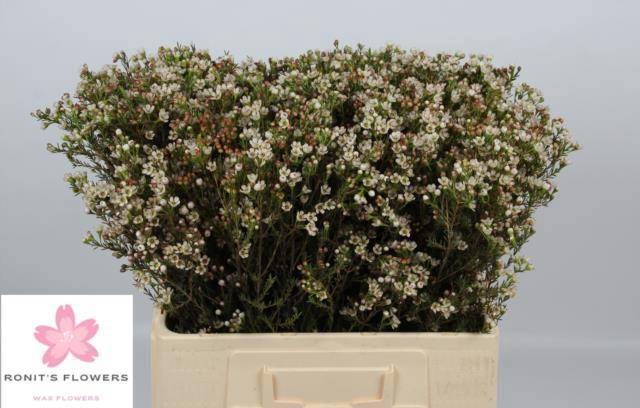 <h4>CHAME BLONDIE</h4>