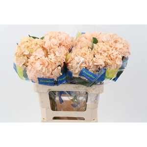 Hydr Light Peach Tinted Sel