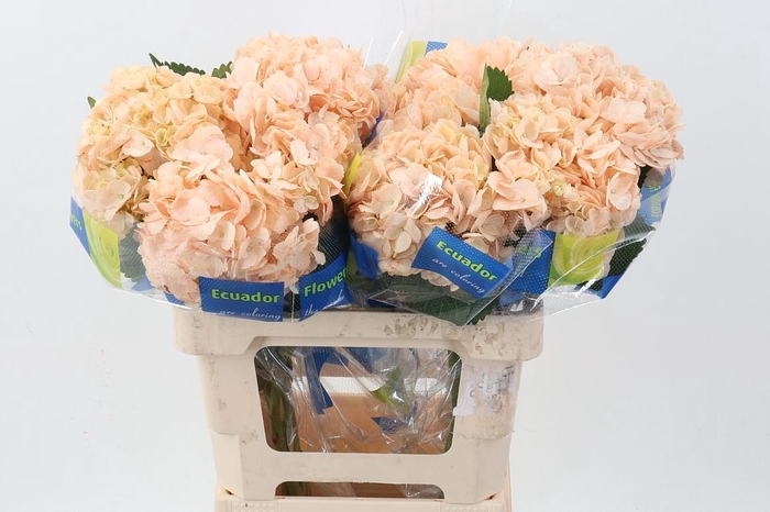 <h4>Hydr Light Peach Tinted Sel</h4>