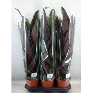 Calathea rufibarba