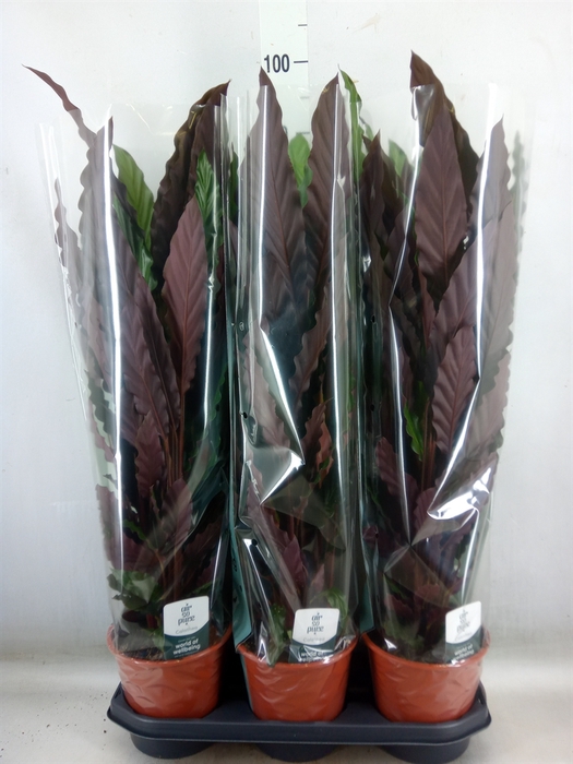 <h4>Calathea rufibarba</h4>