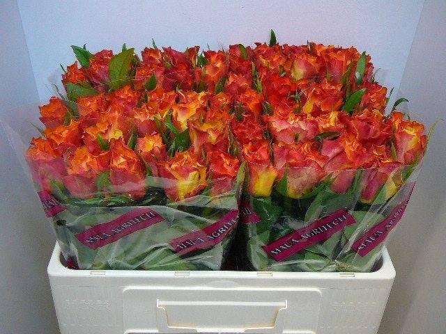 <h4>R Gr Downtown!</h4>