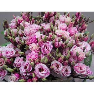 Eust G Rosi G Cerise